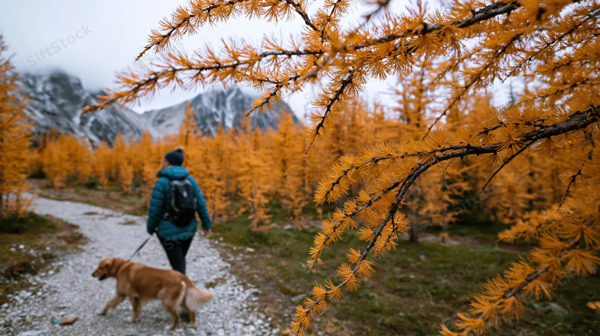 Woman hiking with golden retriever on gravel trail through autumn larch forest with snow-capped mountains in background