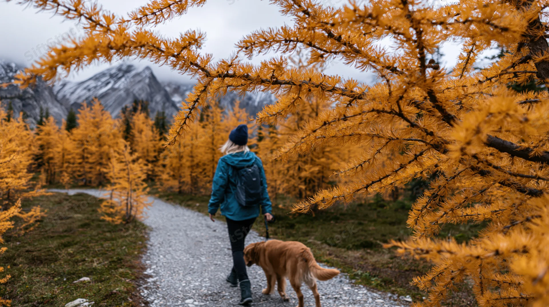Woman hiking with dog on gravel trail through golden larch forest in mountains