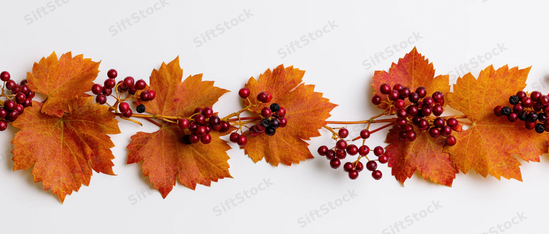 Autumn grape leaves and red berries arranged in a horizontal garland on white background