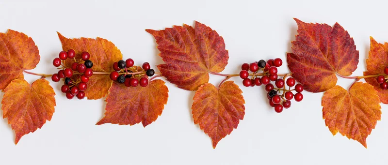 Autumn grape leaves and red berries arranged in a horizontal garland on white background