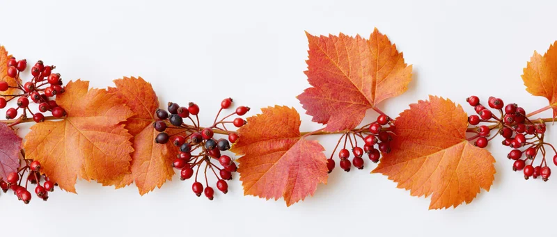 Autumn grape leaves and red berries arranged in a horizontal garland on white background
