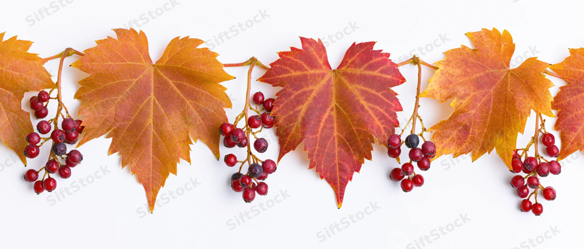 Autumn grape leaves and red berries arranged in a horizontal flat-lay banner on white background