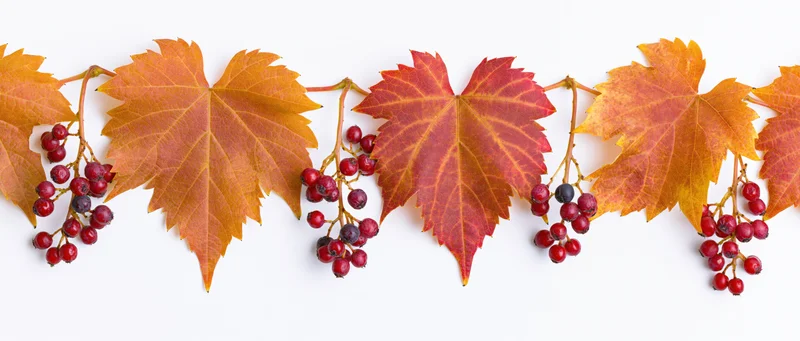 Autumn grape leaves and red berries arranged in a horizontal flat-lay banner on white background