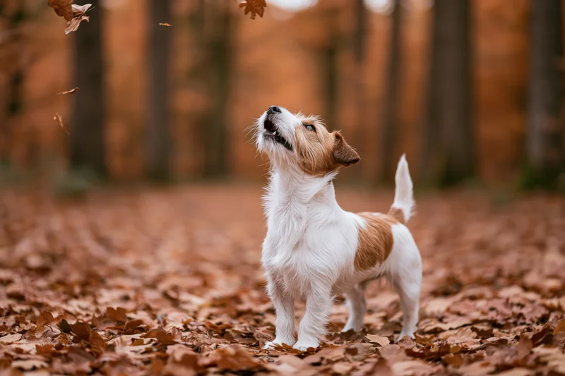 Jack russell terrier standing alert on a forest path covered in fallen autumn leaves