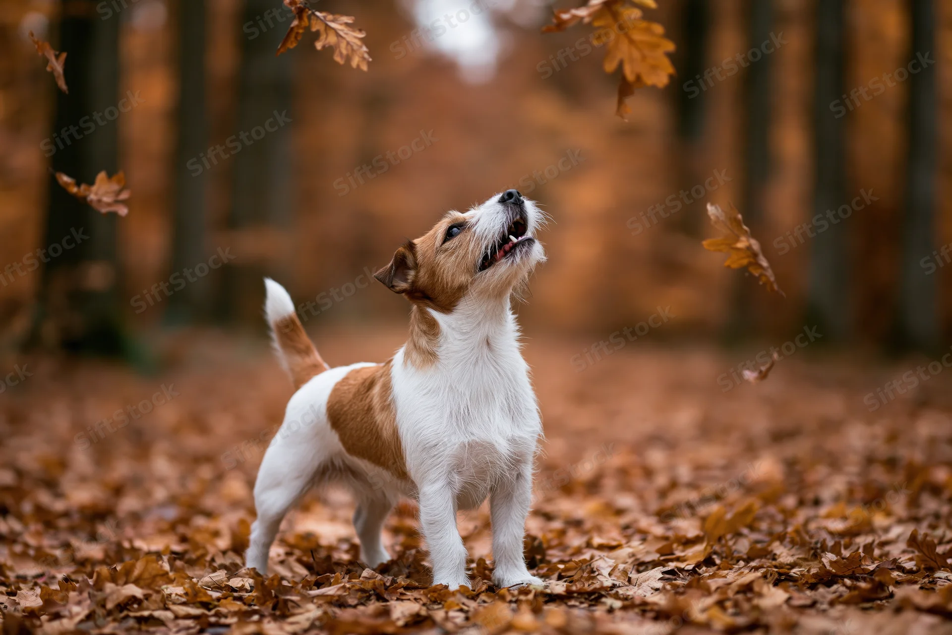 Jack russell terrier standing alert in a forest path covered with fallen autumn leaves