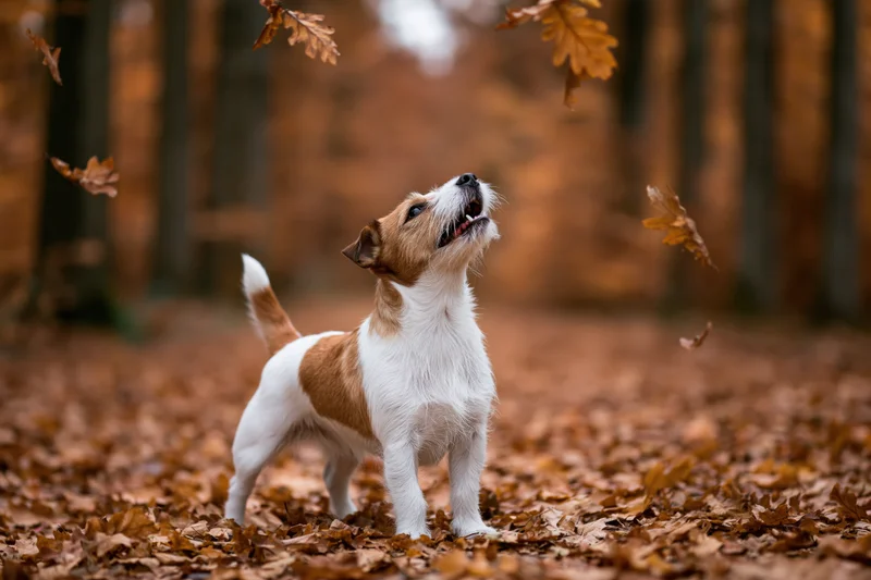 Jack russell terrier standing alert in a forest path covered with fallen autumn leaves