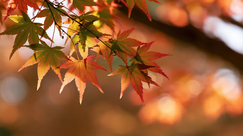 Japanese maple branch with red and green leaves in autumn light, blurred background
