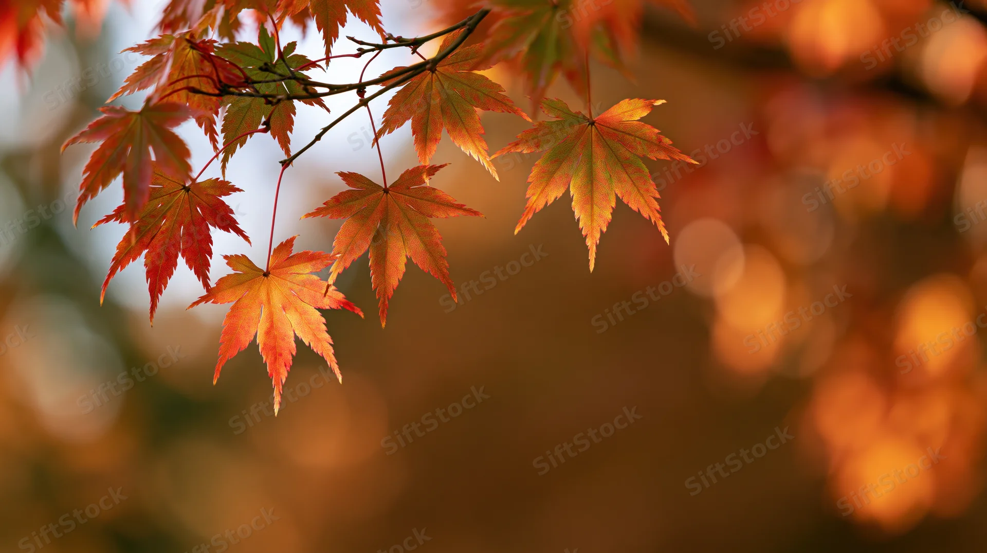Japanese maple branch with autumn leaves hanging across the frame against a blurred warm background
