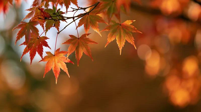 Japanese maple branch with autumn leaves hanging across the frame against a blurred warm background
