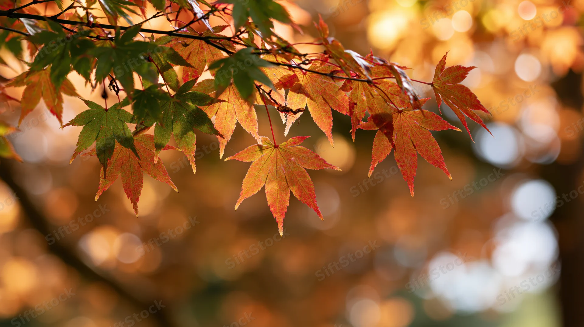 Maple leaves in autumn colors hanging from a branch with blurred golden background