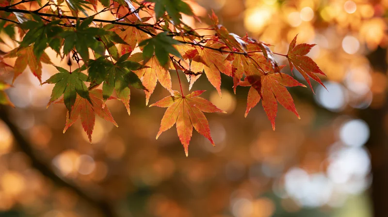 Maple leaves in autumn colors hanging from a branch with blurred golden background