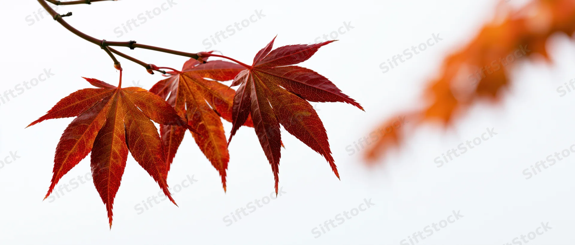 Closeup of three red-orange maple leaves on a branch against a white background with blurred foliage in the distance