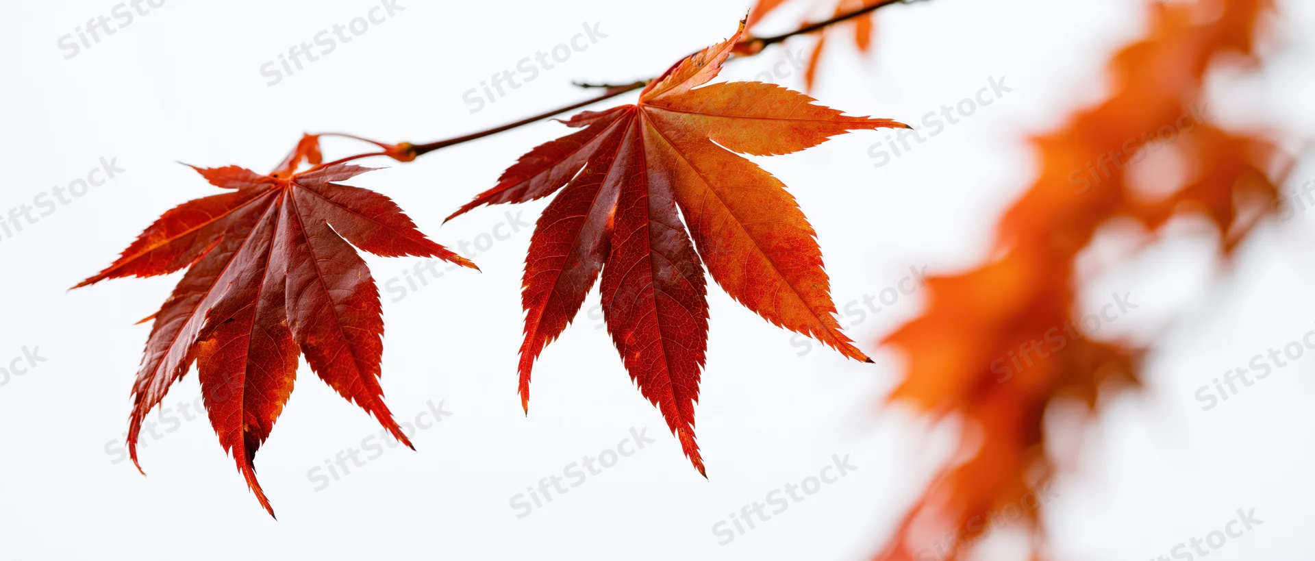 Japanese maple branch with three vivid autumn leaves in sharp focus against white background