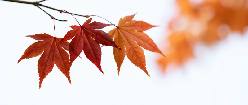 Three vibrant red and orange maple leaves on a branch against a soft white background with bokeh foliage in the distance