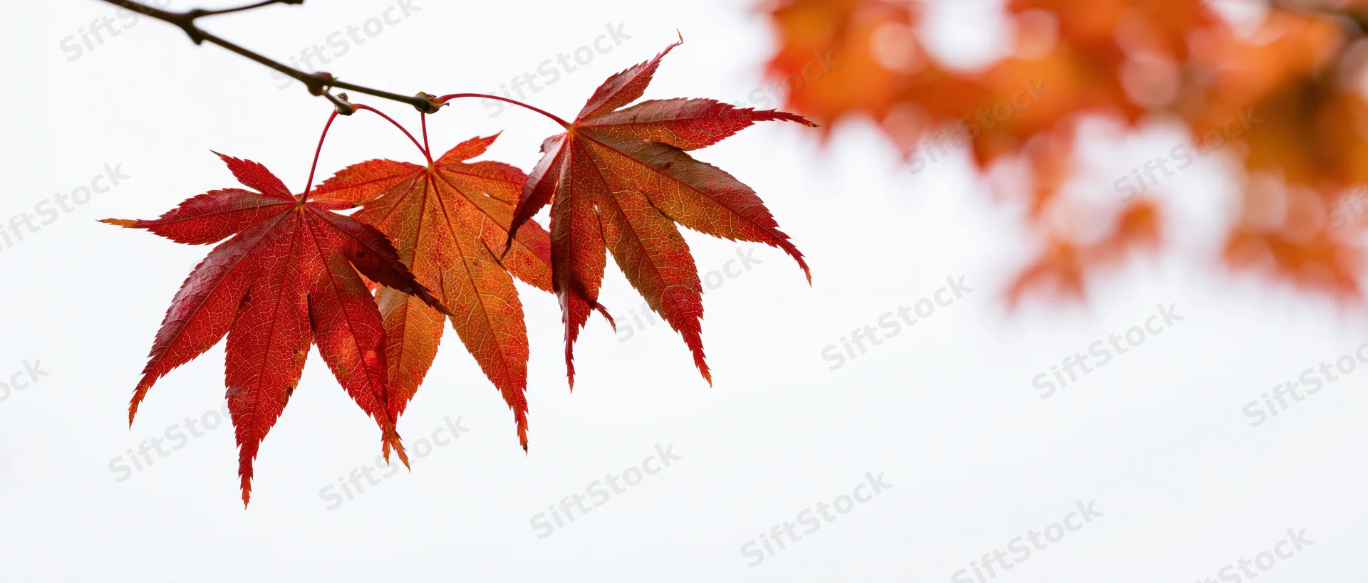 Three red maple leaves on a branch against a bright sky with blurred foliage in the background