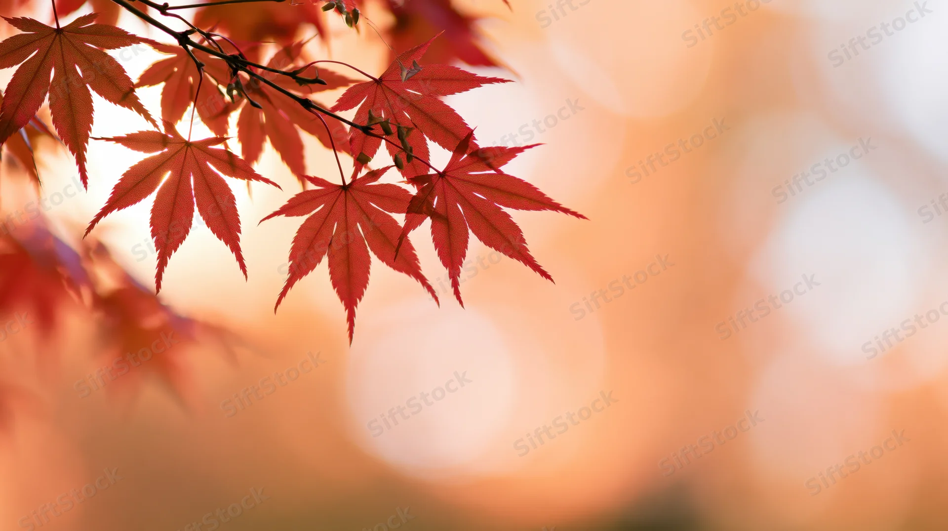 Red-orange maple leaves on a branch against a warm bokeh background