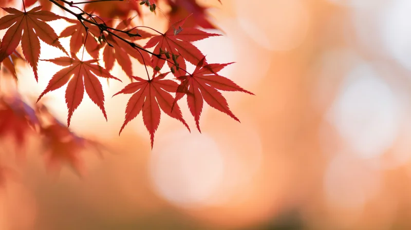 Red-orange maple leaves on a branch against a warm bokeh background