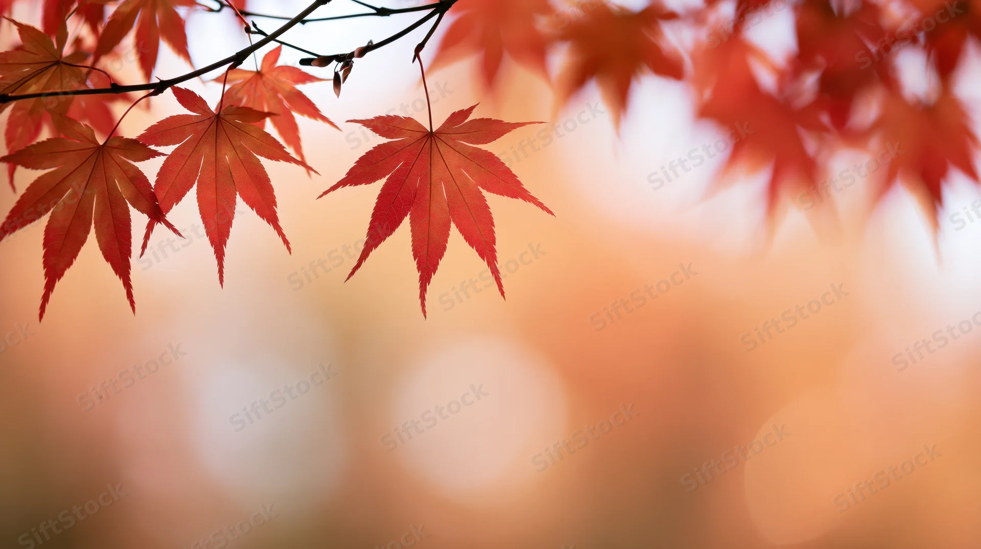Red-orange maple leaves on a branch against a soft blurred autumn background