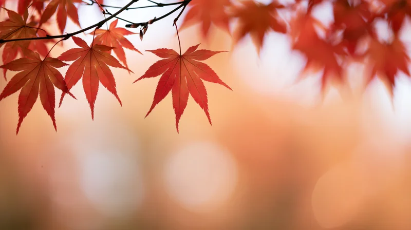 Red-orange maple leaves on a branch against a soft blurred autumn background