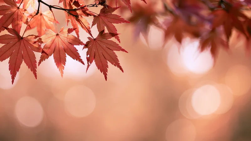 Red-orange translucent maple leaves on a branch against a soft bokeh background in autumn