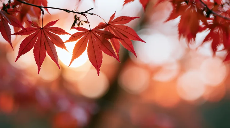 Red-orange maple leaves on a branch backlit by warm sunset light with blurred bokeh background