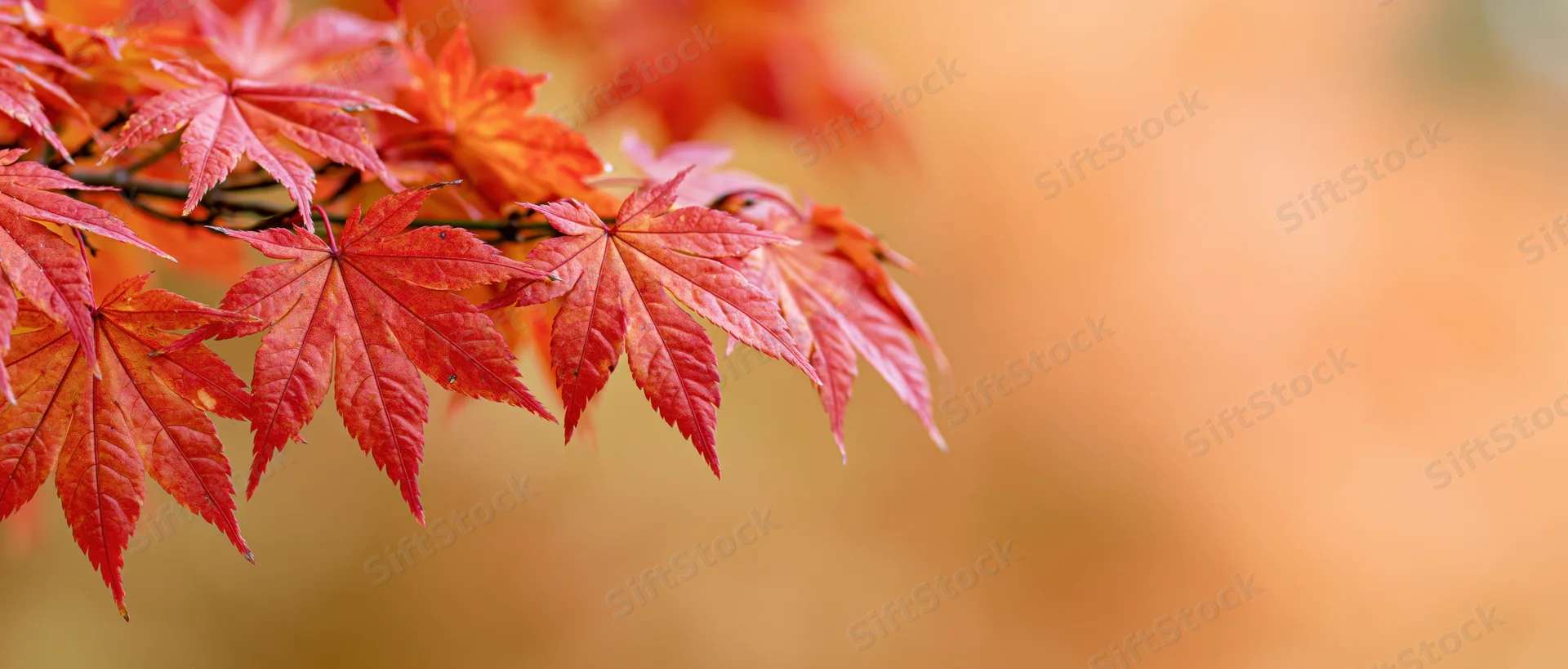 Red-orange maple leaves on a branch against a blurred autumn background with copyspace on the right
