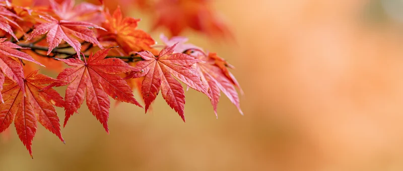 Japanese maple branch with red-orange autumn leaves foliage