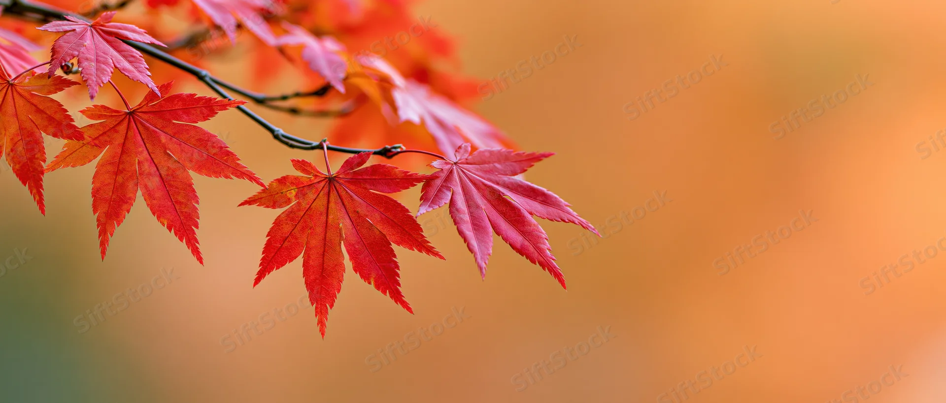 Japanese maple branch with red-orange autumn leaves against a blurred warm background