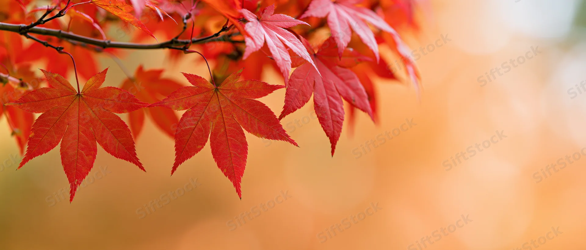 Red-orange maple leaves on a branch against a blurred warm background with copyspace
