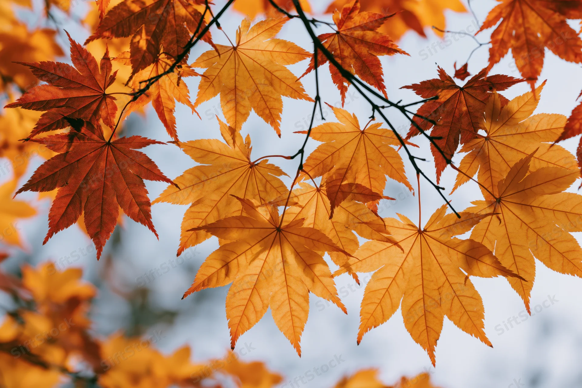 Maple branches with autumn leaves in vibrant orange and red hues against a soft sky background