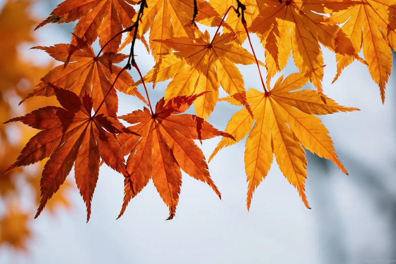 Closeup of vibrant orange and yellow maple leaves on branches against a soft sky background