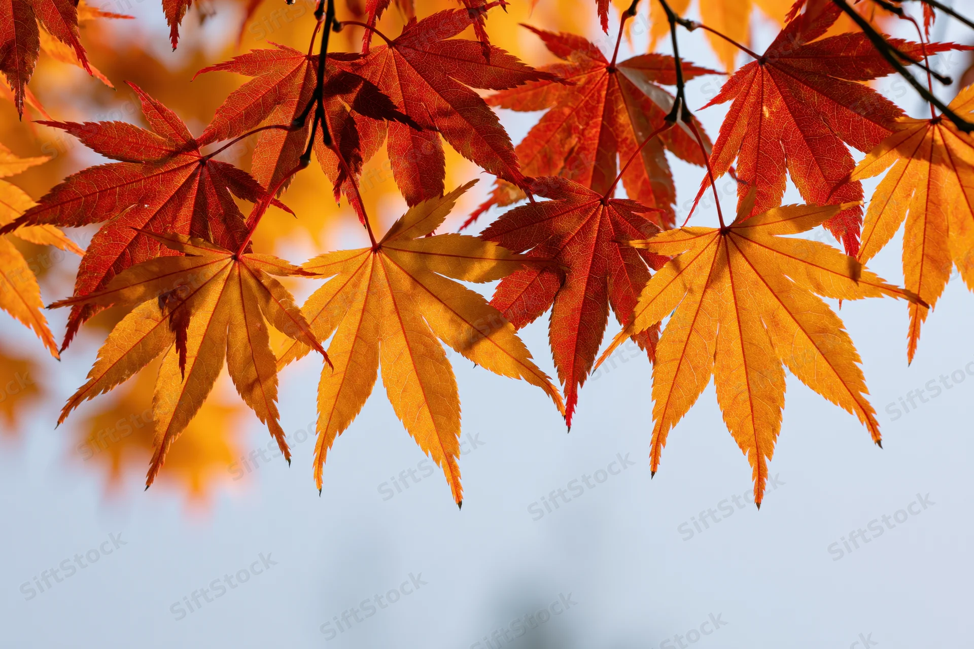 Japanese maple branches with autumn leaves in warm sunlight against a clear sky