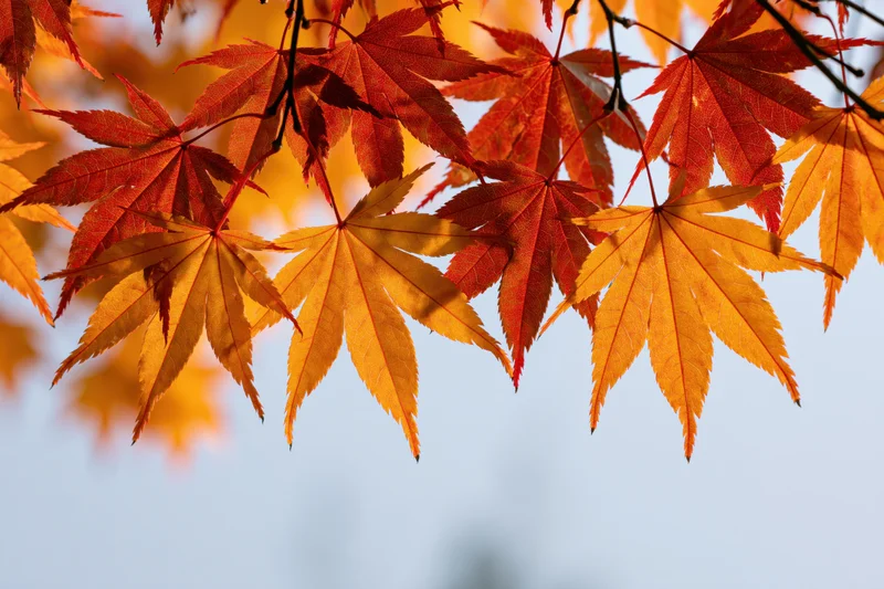 Japanese maple branches with autumn leaves in warm sunlight against a clear sky