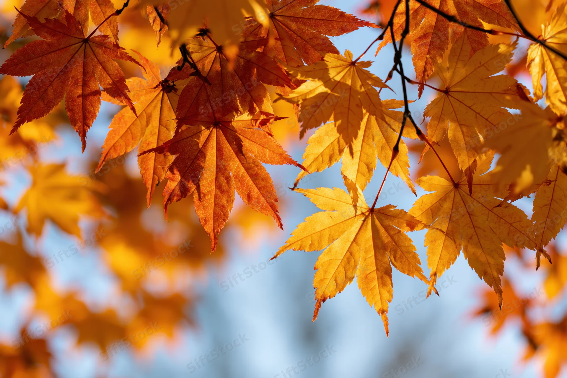 Maple leaves in autumn colors backlit by sunlight against blue sky