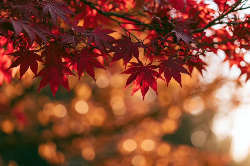 Red maple leaves in autumn foliage with warm bokeh background