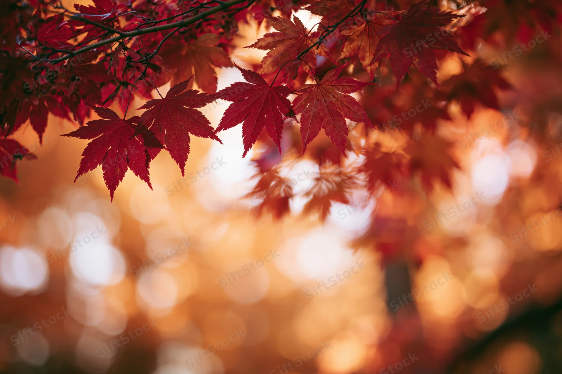 Red maple leaves in autumn foliage with warm bokeh background