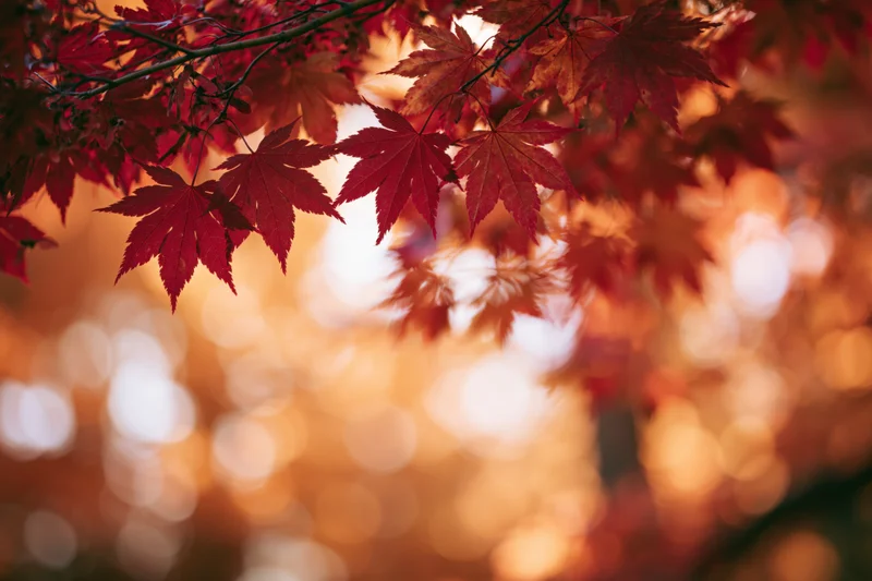 Red maple leaves in autumn foliage with warm bokeh background