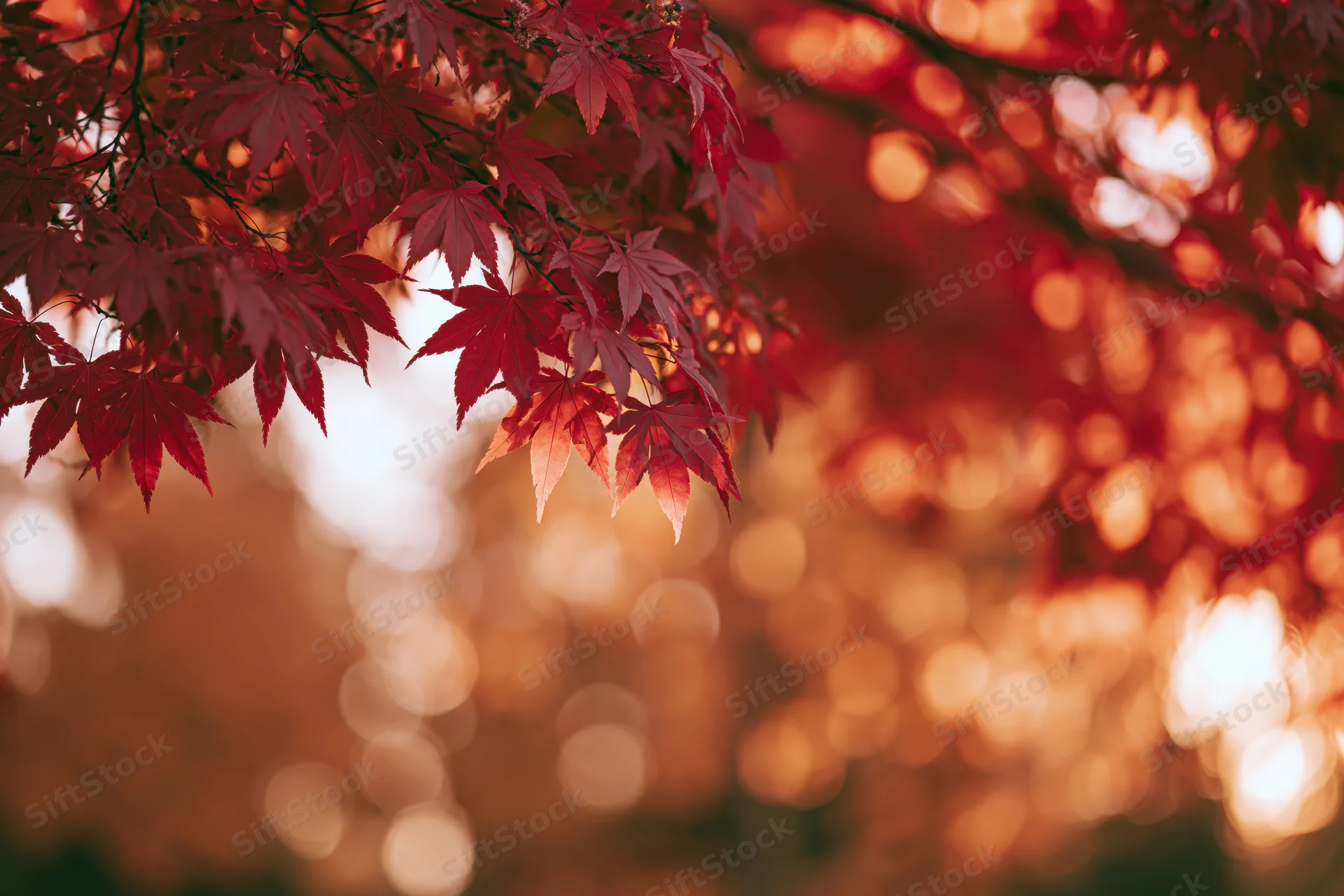 Red maple leaves in autumn foliage with warm bokeh background