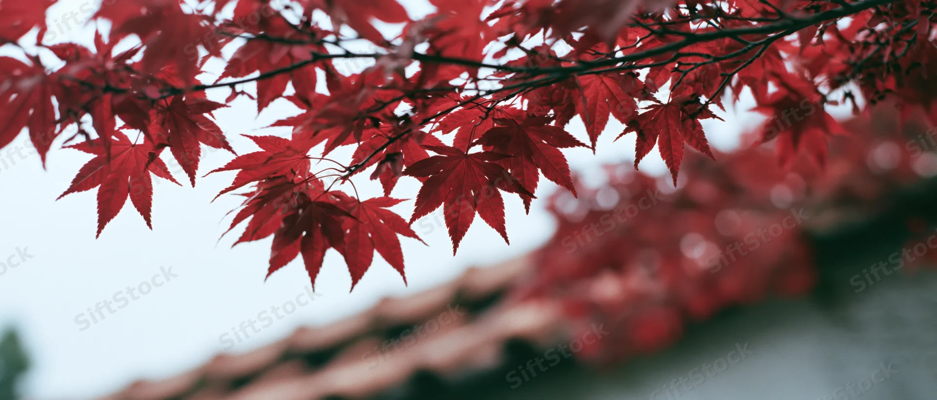 Red maple leaves on branches above a tiled roof in autumn