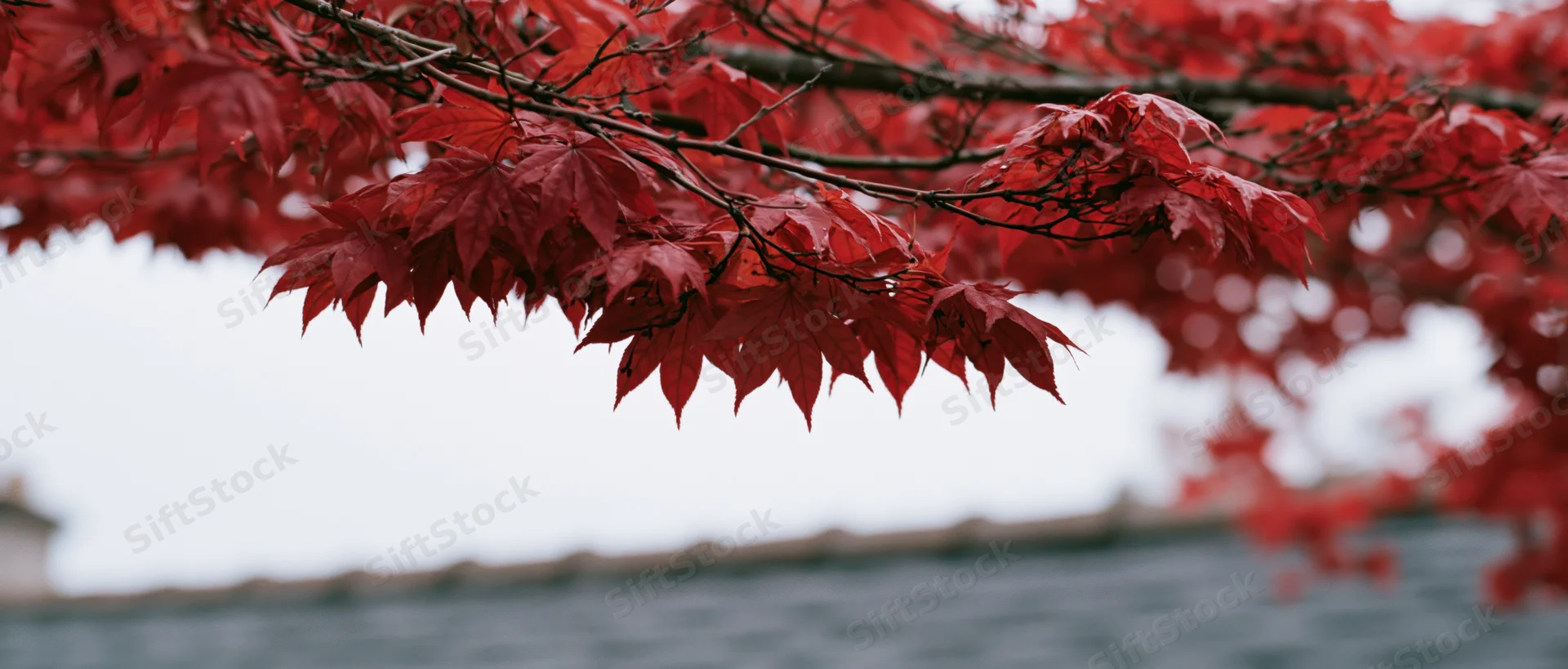 Red maple leaves on branches above a blurred roof in autumn