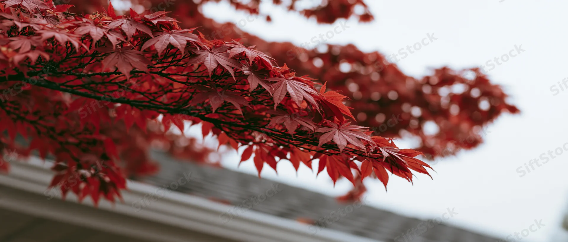 Red maple leaves on a branch extending over a house roof in autumn
