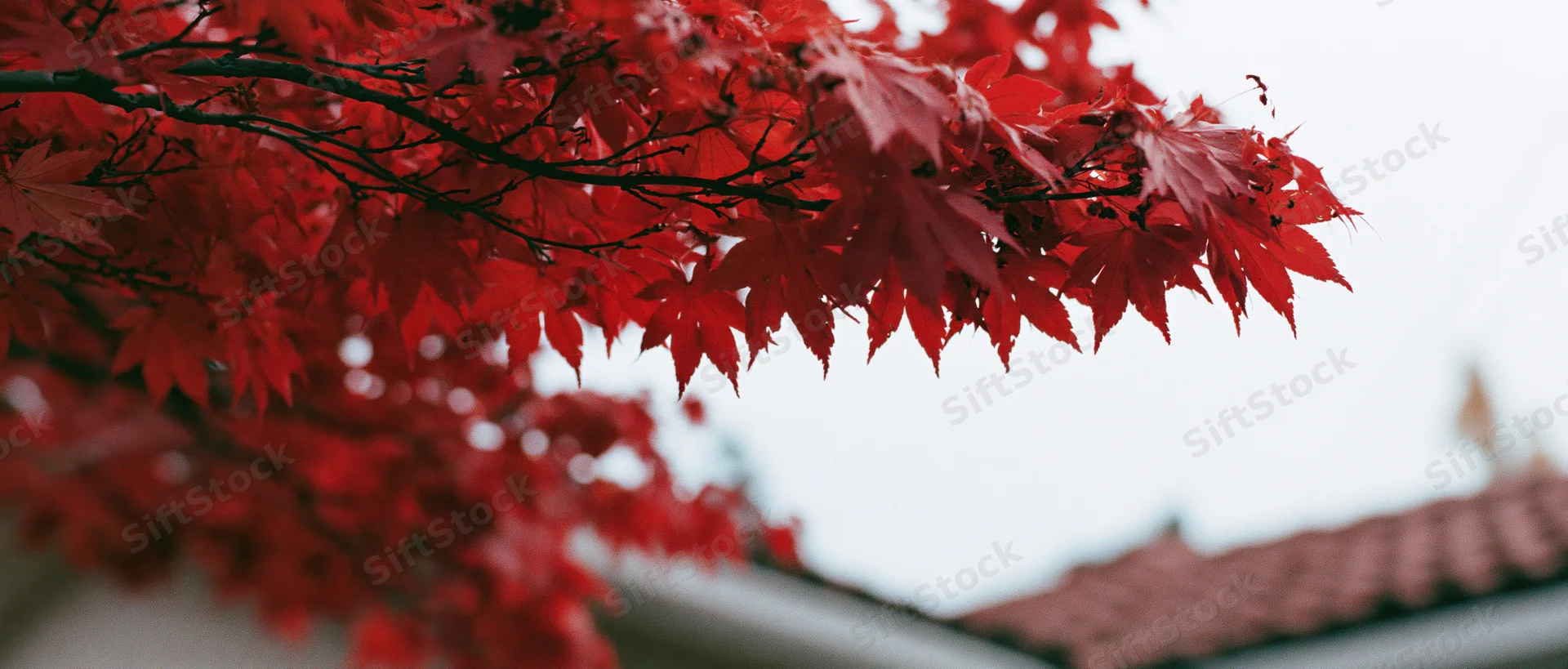 Red maple leaves in autumn filling the frame above a tiled roof