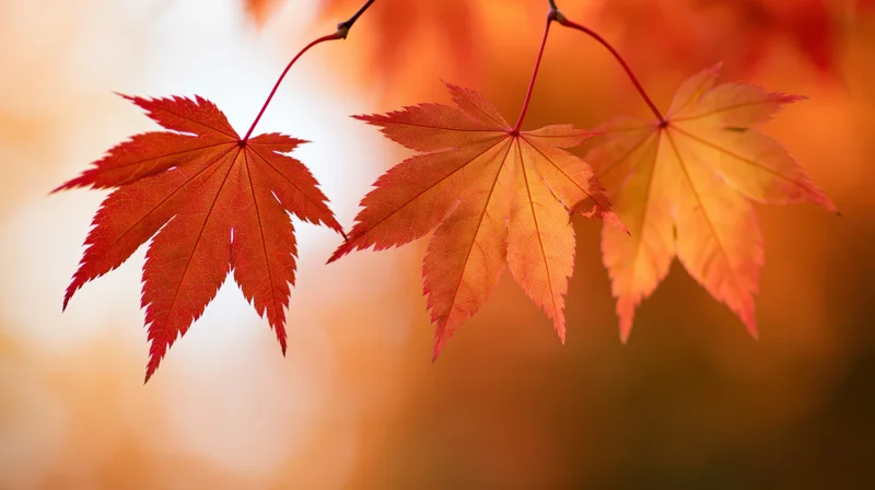 Three Japanese maple leaves in sharp focus against a warm blurred autumn background