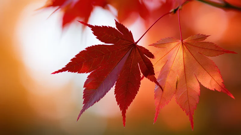 Japanese maple leaves in peak autumn color two leaves in focus