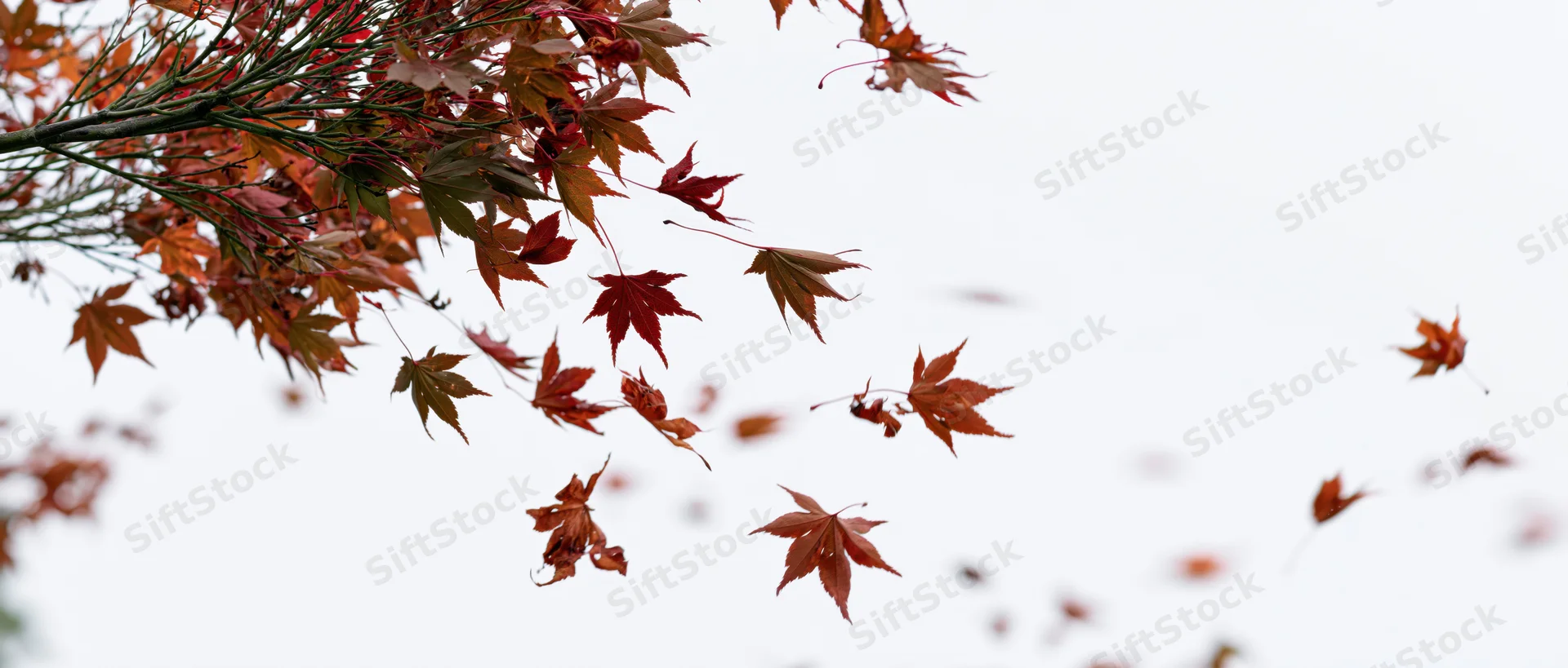 Red and orange maple leaves falling from a branch against a white sky