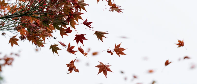 Red and orange maple leaves falling from a branch against a white sky