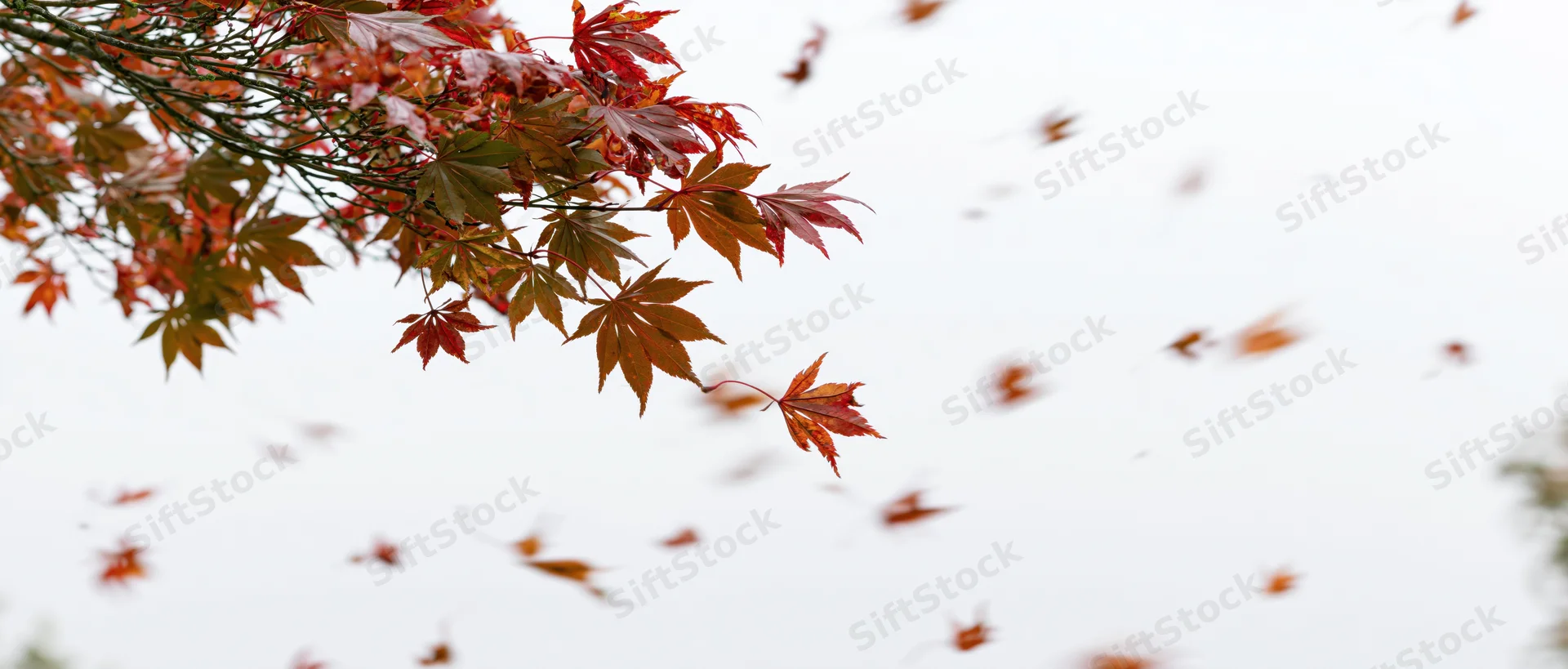 Maple tree branch with red and orange leaves falling in wind against overcast sky