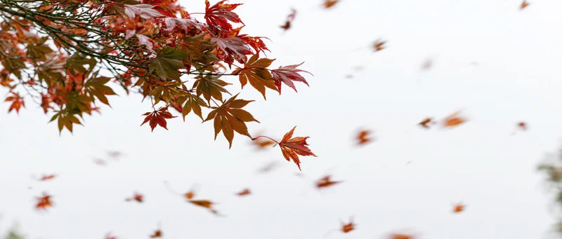 Maple tree branch with red and orange leaves falling in wind against overcast sky