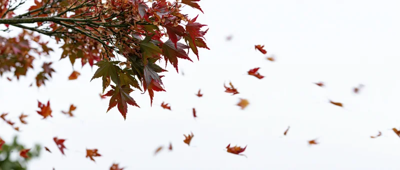 Japanese maple branches with red leaves falling in wind against white sky