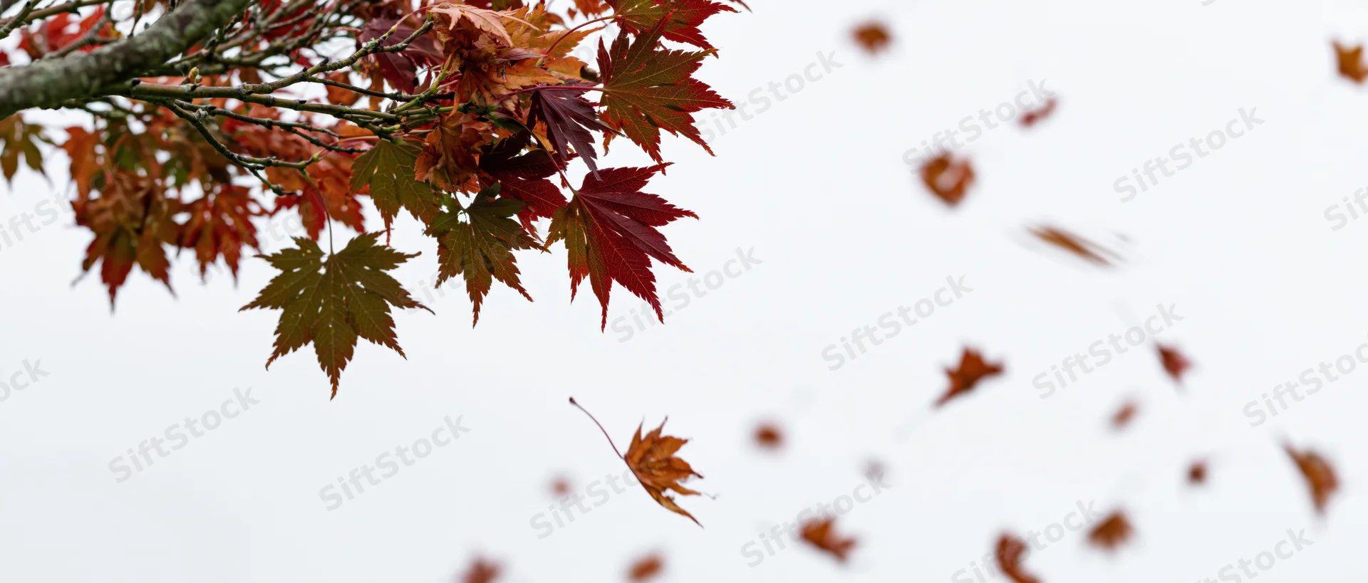 Maple tree branch with red and orange leaves shedding into the sky during autumn